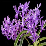 Vandachostylis Lou Sneary-Flowering Size